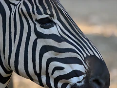 Zoo Barcelona 23-11-11 i 25-11-11 824