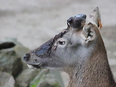 Zoo Barcelona 23-11-11 i 25-11-11 921