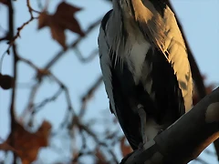 Zoo Barcelona 23-11-11 i 25-11-11 1011