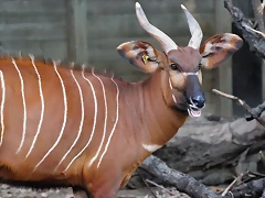Zoo Barcelona 23-11-11 i 25-11-11 747