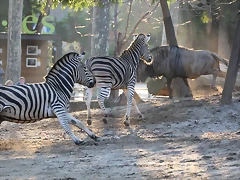 Zoo Barcelona 23-11-11 i 25-11-11 851