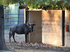 Zoo Barcelona 23-11-11 i 25-11-11 916