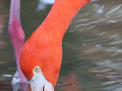 Zoo Barcelona 23-11-11 i 25-11-11 1007