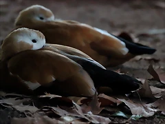 Zoo Barcelona 23-11-11 i 25-11-11 1017