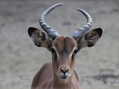 Zoo Barcelona 23-11-11 i 25-11-11 1094