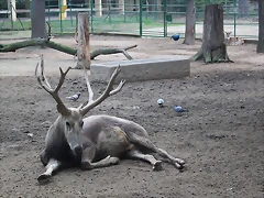 Zoo Barcelona 27-11-11 263 Zoo Barcelona 27-11-11 263