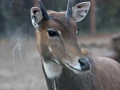 Zoo Barcelona 23-11-11 i 25-11-11 617
