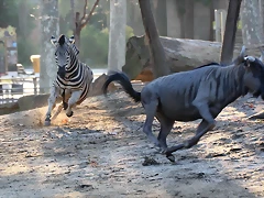 Zoo Barcelona 23-11-11 i 25-11-11 793