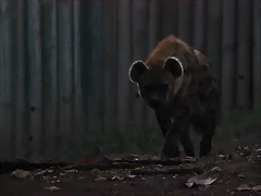 Zoo Barcelona 23-11-11 i 25-11-11 1085