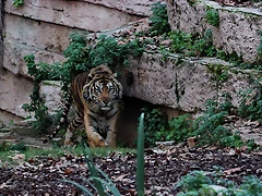 Zoo Barcelona 27-11-11 358 Zoo Barcelona 27-11-11 358