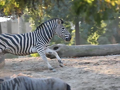 Zoo Barcelona 23-11-11 i 25-11-11 795