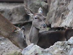 Zoo Barcelona 23-11-11 i 25-11-11 956