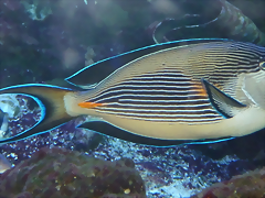 Acanthurus sohal