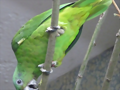 Amazona agilis 2 Amazona agilis 2