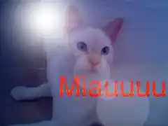 miaaaau