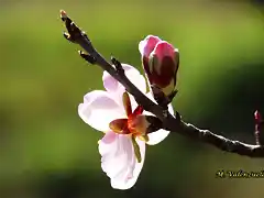 16, flor de almendro 1, marca