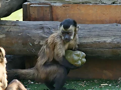 Zoo Barcelona, Faunia y Safari Madrid 450 Zoo Barcelona, Faunia y Safari Madrid 450