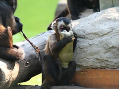 Zoo Barcelona, Faunia y Safari Madrid 452 Zoo Barcelona, Faunia y Safari Madrid 452