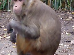 Macaca mulatta (21-9-18 Best zoo)