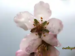 15, flor de almendro 4, marca