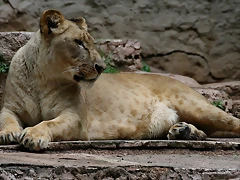Zoo de Barcelona 07-06-11 912 Zoo de Barcelona 07-06-11 912