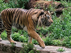 Zoo de Barcelona 07-06-11 890 Zoo de Barcelona 07-06-11 890