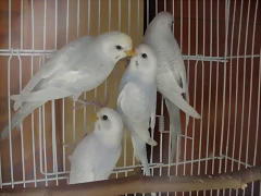 4 pollos 10-10-11 4 pollos 10-10-11