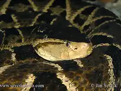 bothrops-asper-2