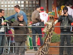 Zoo de Barcelona 03-03-12 369 Zoo de Barcelona 03-03-12 369