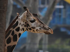 Zoo de Barcelona 03-03-12 342 Zoo de Barcelona 03-03-12 342