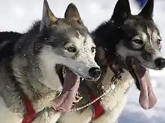 perros-husky-610x430