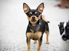 chihuahua-toy