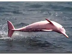 delfin rosado2