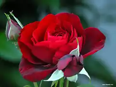 Rosas1