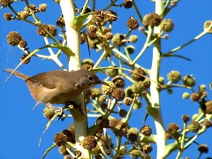 IMG_9905-1