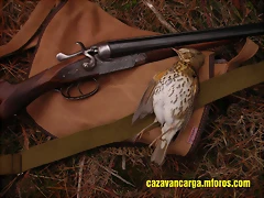 1 zorzal