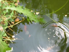 097