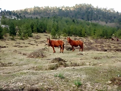 DSCN9540'2 DSCN9540'2