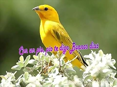 CON UN PIO PIO TE DIGO BUENOS DIAS