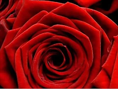 una rosa roja una rosa roja