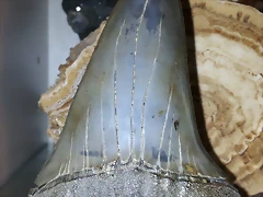 F D Isurus Hastalis Florida 7c49cm 113