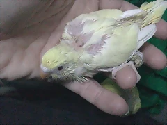 S7b S7b