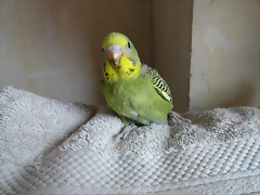 Q8