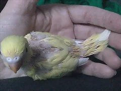 S7a S7a