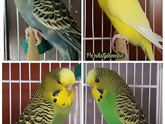 FB_IMG_1532934627961