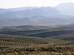 003, vega del Guadalquivir desde beda 1