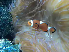 Pez payaso com?n (Amphiprion ocellaris)