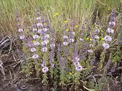 mentha pulegium