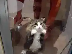 esta es cuando estaba baando a mi gata