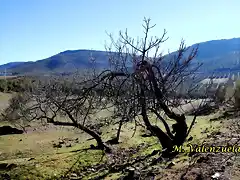 17, llegar la primavera2, marca